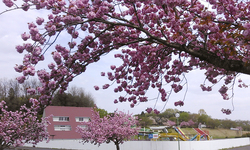 黒川堤の八重桜