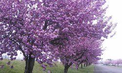 黒川堤の八重桜