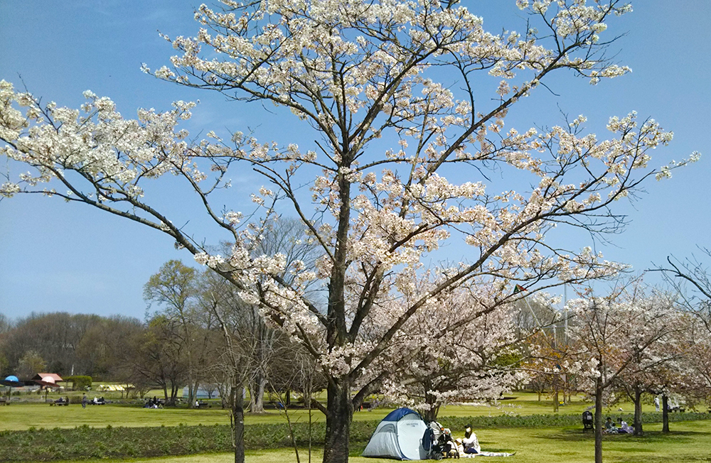 http://maywind.sakura.ne.jp/maywind_604/img/wnpak_2021_03_31_002.jpg