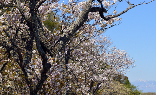 老木の桜