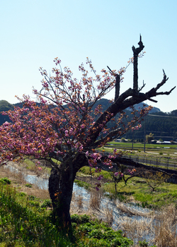 老木の桜
