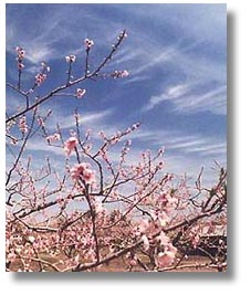 桃と絹雲　photo by hiyama